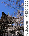 京都櫻花寺 64304202