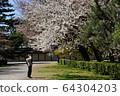 拍攝櫻花 64304203