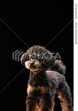黑色背景茶杯貴賓犬 64304225
