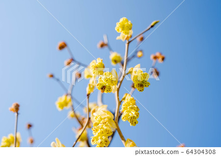 Corylopsis spicum flower 64304308