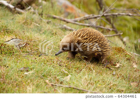 Tasmanian wild echidna 64304461