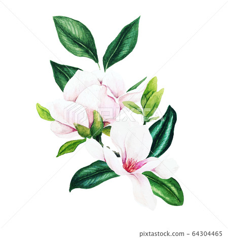 Magnolia and leaves, bright watercolor bouquet, hand drawn Magnolia and leaves, bright watercolor bouquet, hand drawn 64304465