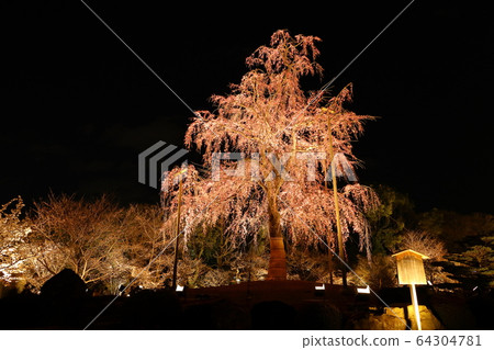 櫻花點亮 64304781