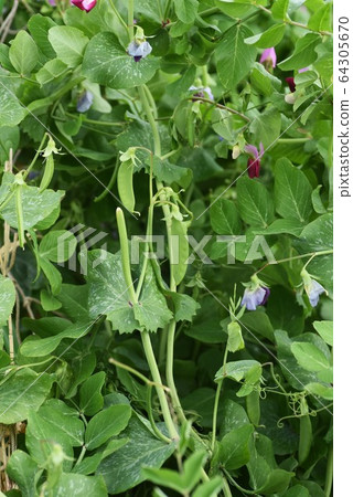 Silk pod cultivation 64305670