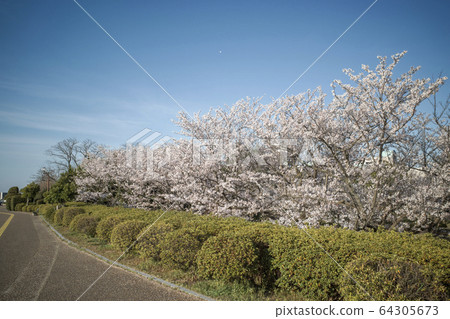 染井吉野(港山公園) 染井吉野(港山公園) 64305673