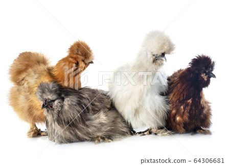 young Silkies in studio young Silkies in studio 64306681