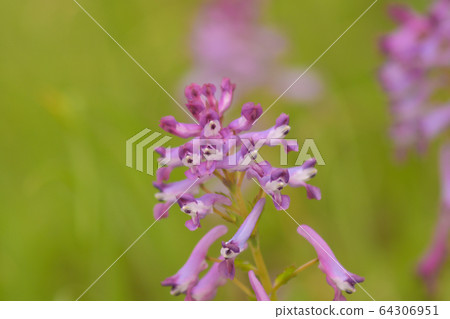 Murasakikeman flowers 64306951