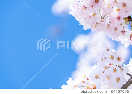 Cherry tree in full bloom Cherry tree in full bloom 64307006