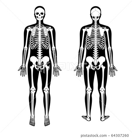 Human man skeleton anatomy Human man skeleton anatomy 64307260