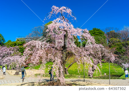 在東京小石川後樂園的櫻花 64307302