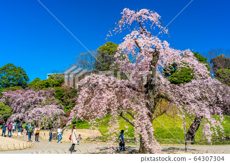 Cherry blossoms at Tokyo Koishikawa Korakuen 64307304