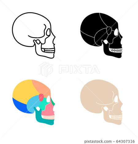 Human skull anatomy. Human skull anatomy. 64307316