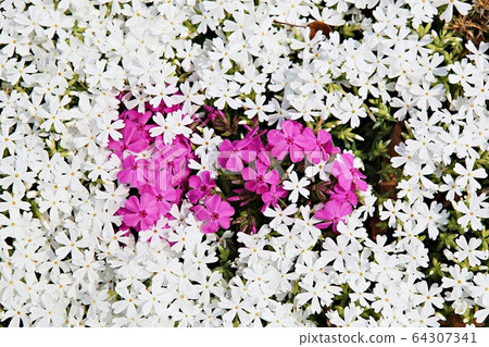 花草 花草 64307341