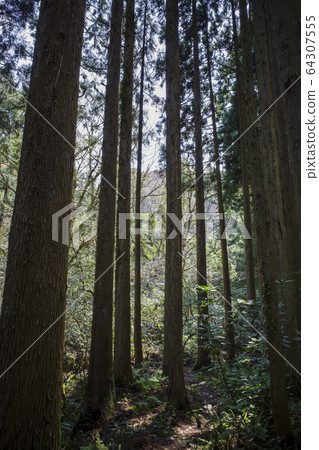 Cedar forest Cedar forest 64307555