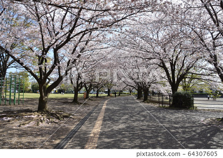 Samukawa Chuo Park Sakura Tunnel 64307605