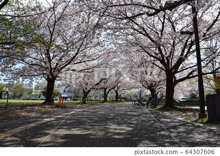 Samukawa Chuo Park Sakura Tunnel Samukawa Chuo Park Sakura Tunnel 64307606