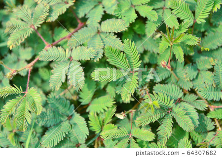 Sensitive plant grass , Mimosa pudica Shameplant Sensitive plant grass , Mimosa pudica Shameplant 64307682