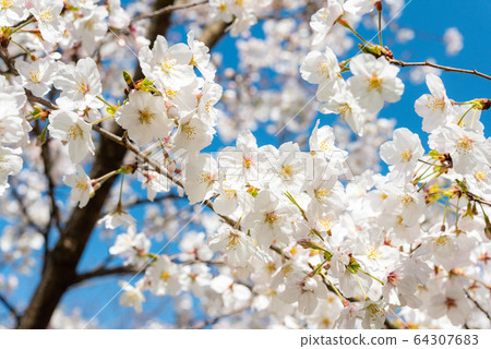 Cherry Blossoms Cherry Blossoms 64307683