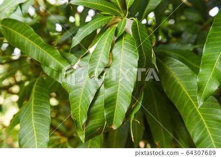Red ant on mango tree - Ant nest with leaf on tree Red ant on mango tree - Ant nest with leaf on tree 64307689