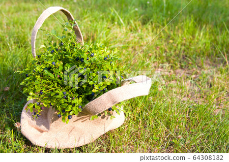Blueberries in bag in summer forest 64308182