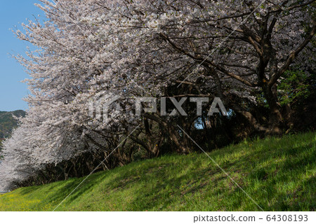 泉水城堡廢墟 64308193