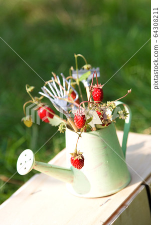 Watering can, wild strawberry and garden tools Watering can, wild strawberry and garden tools 64308211
