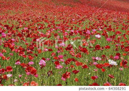 Sa玉高原農場的天空中的罌粟花田 64308291