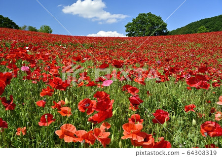 Poppy field in the sky at Saitama Kogen Farm Poppy field in the sky at Saitama Kogen Farm 64308319