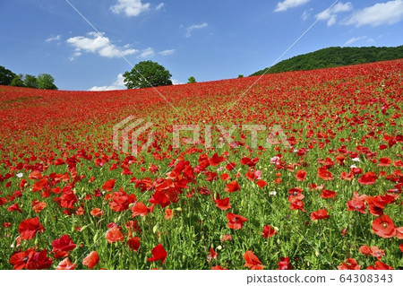 Sa玉高原農場的天空中的罌粟花田 Sa玉高原農場的天空中的罌粟花田 64308343
