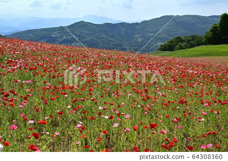 Poppy field in the sky and mountains of Chichibu at Saitama Kogen Ranch 64308360