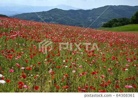 Poppy field in the sky and mountains of Chichibu at Saitama Kogen Ranch 64308361