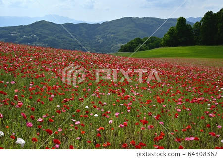 Poppy field in the sky and mountains of Chichibu at Saitama Kogen Ranch 64308362