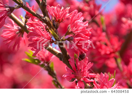 Chrysanthemum flowers 64308458