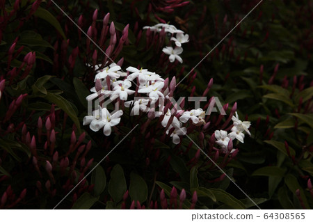 Jasmine flower in full bloom 64308565