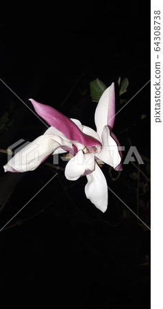 玉蘭花 玉蘭花 64308738
