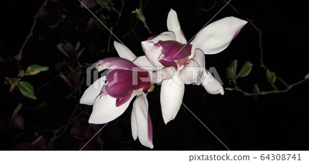 Magnolia flower 64308741