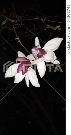 Magnolia flower Magnolia flower 64308742