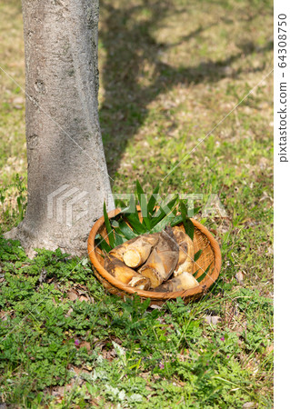 漏勺泥筍 64308750