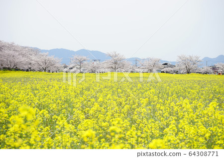 Fujiwara shrine ruins: row of cherry trees and rape Fujiwara shrine ruins: row of cherry trees and rape 64308771