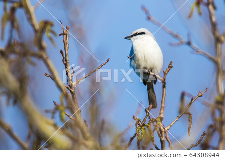 Great grey shrike (Lanius excubitor) 64308944