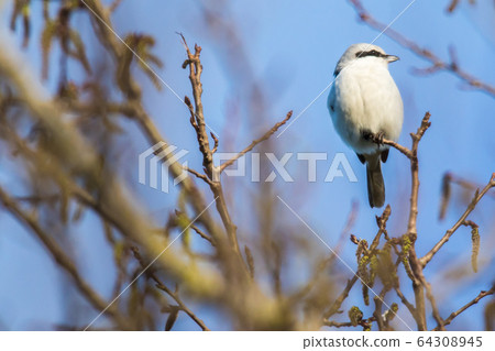 Great grey shrike (Lanius excubitor) Great grey shrike (Lanius excubitor) 64308945