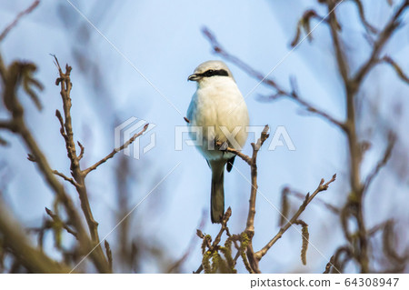 Great grey shrike (Lanius excubitor) Great grey shrike (Lanius excubitor) 64308947