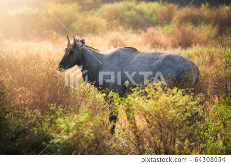 Adult blue bull or nilgai walking in the forest. Ranthambore National park, Rajasthan, India 64308954
