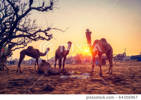 Pushkar mela camel fair festival in field eating chewing at sunset. Pushkar, Rajasthan, India Pushkar mela camel fair festival in field eating chewing at sunset. Pushkar, Rajasthan, India 64308967