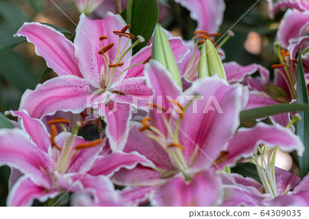 Asiatic lily or Asiatic lilies flower in garden at sunny summer or spring day. 64309035