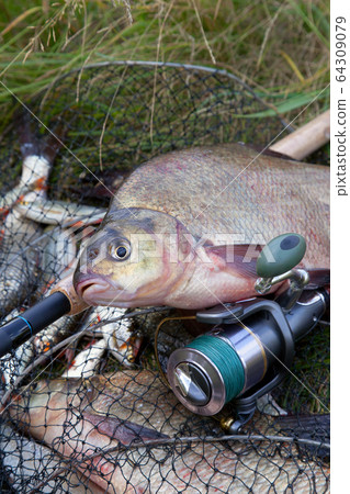 Successful fishing -  big freshwater bream fish 64309079