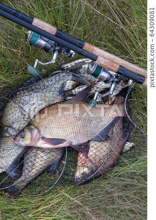 Successful fishing -  big freshwater bream fish 64309081
