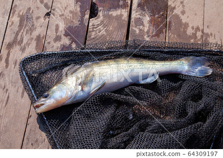 Freshwater zander and fishing equipment lies on 64309197