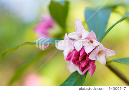 Zinbo gauze Zinbo gauze 64309347