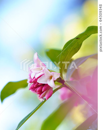 Zinbo gauze 64309348